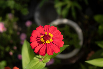 Close up View of Single Red Small Flower