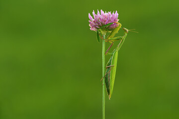 The European mantis also praying mantis is a large hemimetabolic insect in the family of the Mantidae - mantids.