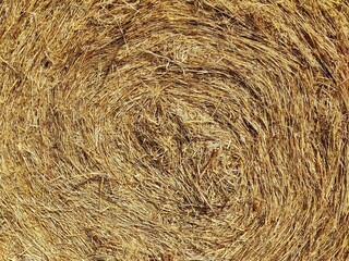 Round hay bale on a green field with trees and sky in the background. Close centred frontal view,...