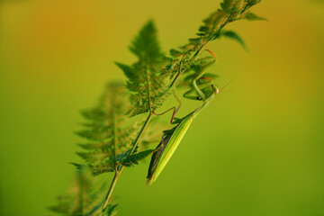 The European mantis also praying mantis is a large hemimetabolic insect in the family of the Mantidae - mantids.