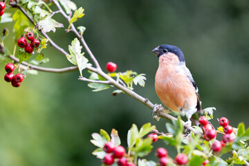 Adult male Eurasian Bullfinch (Pyrrhula pyrrhula) perched on a hawthorn branch with red berries - Yorkshire, UK in September