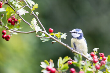 Beautiful Blue Tit (Cyanistes caeruleus) perched on a hawthorn branch full of bright red berries - Yorkshire, UK in September