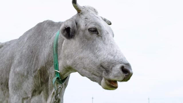 Grey cow eating grass on a white sky background. One chewing animal looking at the camera. Cattle farmland. Close-up head. Farm. Livestock in the meadow. Fresh organic food. Meat and milk eco product.