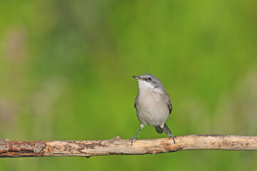 Lesser Whitethroat on branch with green background.