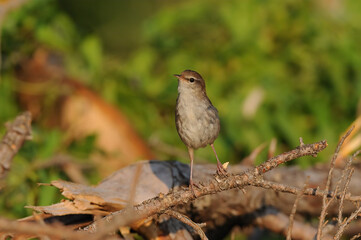 Fototapeta premium Cetti`s Warbler bird on a branch.