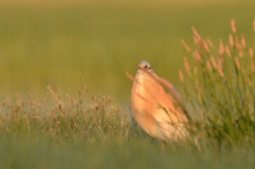 Squacco Heron fluffing its feathers in a wetland.