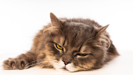cat