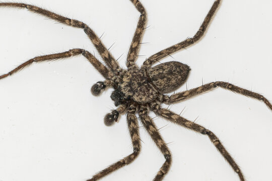 Huntsman Spider, J&auml;gerspinne, Uruguay