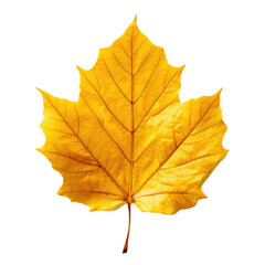 Autumn Leaf Isolated on a Transparent Background