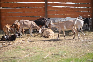herd of horses