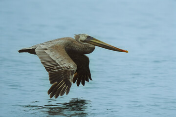 pelican in flight