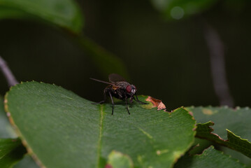 Fly sitting on a leaf very common macro shot