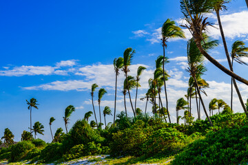 Coconut palm trees at beach near the Matemwe village at Zanzibar island, Tanzania - obrazy, fototapety, plakaty