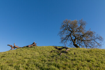 Naklejka premium One oak tree is standing at the top of a hill. Blue sky is behind it. Two large dead trunks of oak trees are lying on the green grass on the hillside.
