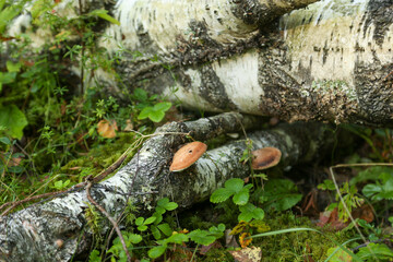 Mushrooms on the tree in the autumn forest