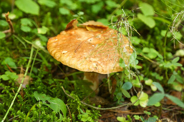 mushroom grows from moss and grass with few dry twigs and needles around