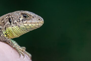 Little lizard head with detailed scales looking calm close-up macro 