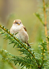 Female House Sparrow (Passer domesticus) in Dublin, Ireland
