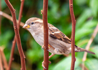 Female House Sparrow (Passer domesticus) in Dublin, Ireland