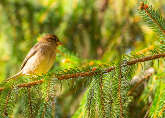 Female House Sparrow (Passer domesticus) in Dublin, Ireland