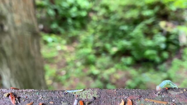 Green worm in Alaska