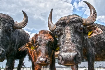 Foto op Plexiglas Buffel Domestic water buffalo in a farmyard in Morahalom