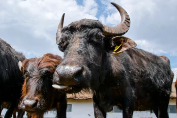 Photo sur Plexiglas Buffle Domestic water buffalo in a farmyard in Morahalom