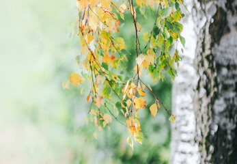 autumn leaves on a tree