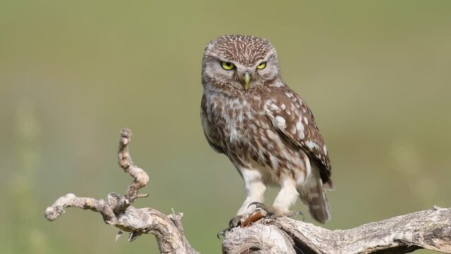 Little owl Athene noctua on a beautiful green background.