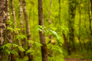 fern leaves