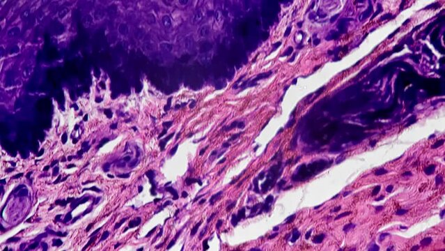 A microscopic view of a cross sectional view of the human penis under 400x magnification against a bright field background. Male reproductive organ is being studied to analyze its anatomical structure