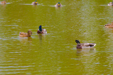 family of ducks on the pond in summer