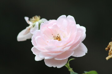 Naklejka na ściany i meble Closeup of pink rose flower