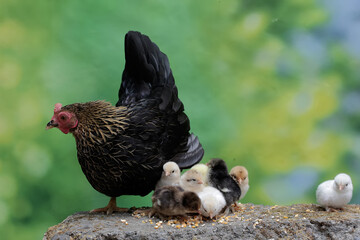 An adult hen is eating papaya fruit with her chicks on a rock overgrown with moss. This animal has the scientific name Gallus gallus domesticus.