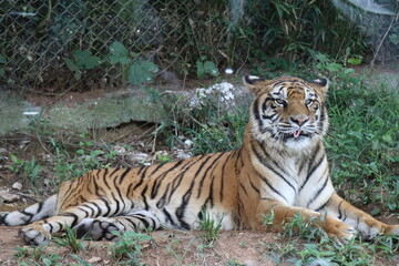 【山口県】秋吉台自然動物公園サファリランド、ふれあい広場