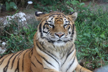 【山口県】秋吉台自然動物公園サファリランド、ふれあい広場