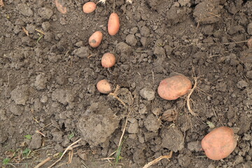 Fototapeta na wymiar Potatoes in the ground of a field