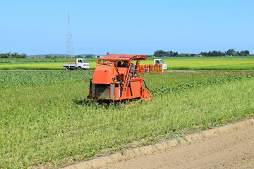 Obraz premium 大豆の収穫 コンバイン