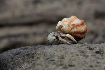 Obraz na płótnie Canvas A hermit crab is looking for food on the rocks when the sea water recedes. This animal whose natural habitat is on the coast has the scientific name Coenobita rugosus.