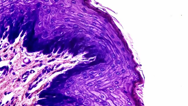 Human penis in cross section filmed under microscope 400x against bright field background. Organ of male reproductive system educated in scientific laboratory to exam its structure on anatomy lesson