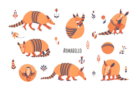 Set of cute armadillos. Vector illustration isolated on white background
