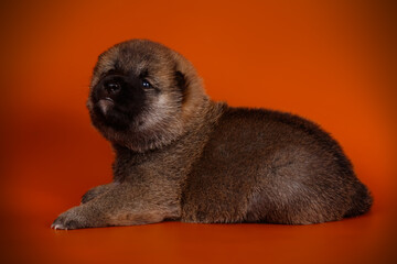 Shiba inu on colored backgrounds