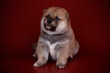 Shiba inu on colored backgrounds