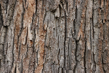 Obraz premium Closeup of an old tree bark. The rough skin of an old tree. Natural wood background. Wooden texture.