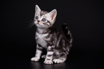 Obraz premium American shorthair cat on colored backgrounds