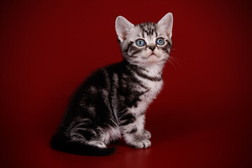 American shorthair cat on colored backgrounds