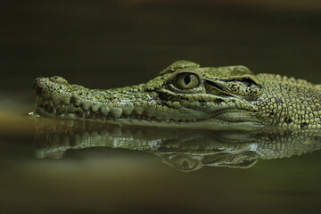 crocodiles, estuarine crocodiles, estuarine crocodiles in fresh water
