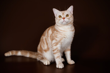 American shorthair cat on colored backgrounds