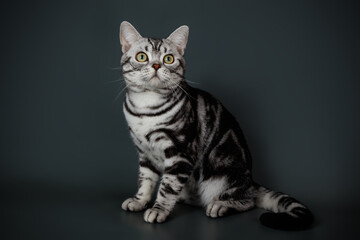 Naklejka na ściany i meble American shorthair cat on colored backgrounds