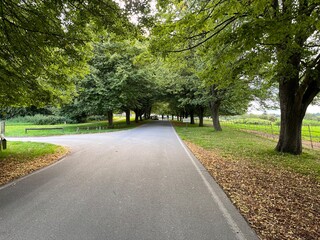 Fototapeta premium road in the park